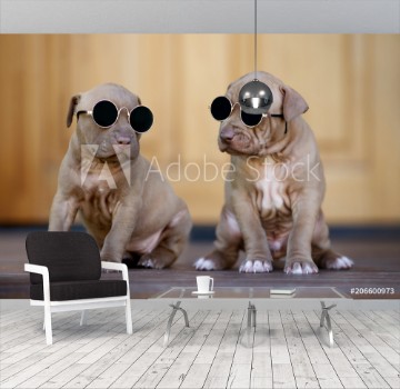 Picture of Two funny puppies in sunglasses